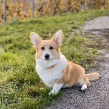 Activités canines en groupe - socialisation et jeux